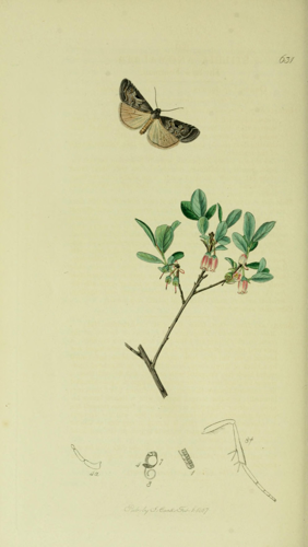 Britishentomologyvolume5Plate631.jpg © John Curtis