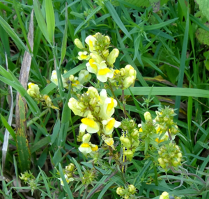 Linaria vulgaris Mill. + Raupe von Calophasia platyptera Esp. (Lepidoptera) (7616839366).jpg © Udo Schmidt from Deutschland