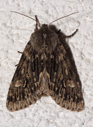 Brachionycha nubeculosa01.jpg © Kulac