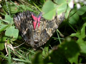 Catocala sponsa.jpg © Donald Hobern from Canberra, Australia