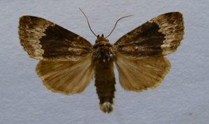 Amphipyra perflua.jpg © Dumi