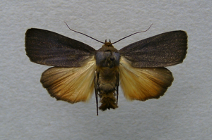 Amphipyra livida.jpg © Dumi