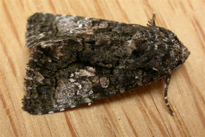 Aedia leucomelas.jpg © dhobern