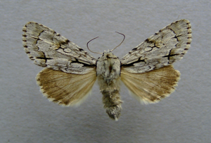 Acronicta cuspis.jpg © Dumi