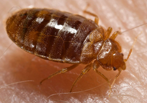 Bed bug, Cimex lectularius.jpg © Content Providers(s): CDC/ Harvard University, Dr. Gary Alpert; Dr. Harold Harlan; Richard Pollack. Photo Credit: Piotr Naskrecki
