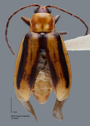 Diabrotica virgifera LeConte.png © Tmcelrath