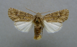 Luperina nickerlii.jpg © Dumi