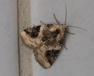Pseudeustrotia candidula.jpg © Engeser