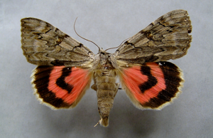 Catocala electa01.jpg © Dumi