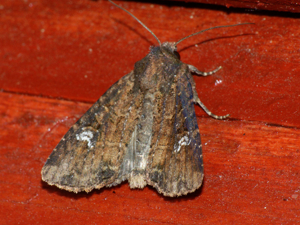 Mesapamea secalella secalis - Common rustic (41086825462).jpg © Ilia Ustyantsev from Russia