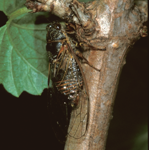 Cicadetta cantilatrix (10.3897-BDJ.8.e54424) Figure 42 .jpg © Trilar T, Gjonov I, Gogala M (2020) Checklist and provisional atlas of singing cicadas (Hemiptera: Cicadidae) of Bulgaria, based on bioacoustics. Biodiversity Data Journal 8: e54424. https://doi.org/10.3897/BDJ.8.e54424