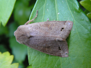 Perigrapha munda2.jpg © Fvlamoen 20:52, 24 April 2007 (UTC)