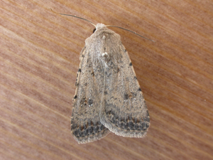 Caradrina clavipalpis (7003316150).jpg © Donald Hobern from Copenhagen, Denmark