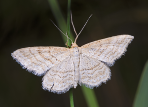 Idaea macilentaria MHNT.jpg © Didier Descouens