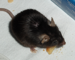 Black 6 mouse eating.jpg © Wualex