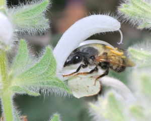 Megachile parietina male 1.jpg © Gideon Pisanty (Gidip)
