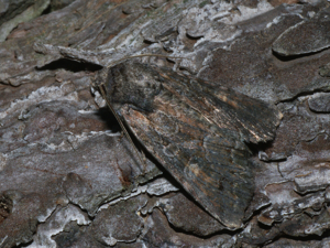 Lacanobia aliena (39264788080).jpg © Ilia Ustyantsev from Russia