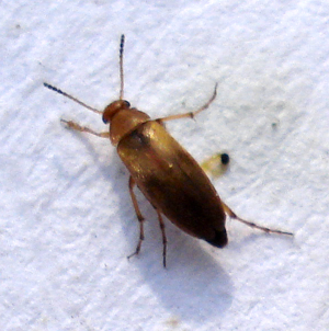 Coleoptera - Anaspis maculata (3186353377).jpg © Mick Talbot from Lincoln (U.K.), England
