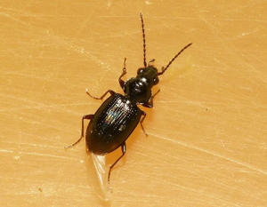 Bembidion lunulatum.jpg © Lymantria