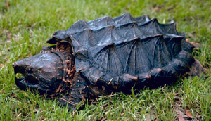 Alligator snapping turtle.jpg © Gary M. Stolz/U.S. Fish and Wildlife Service