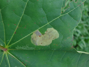 Heterarthrus cuneifrons 01.JPG © AfroBrazilian