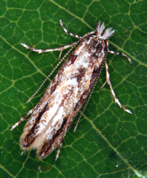 Phyllonorycter issikii adult.jpg © Gyorgy Csoka, Hungary Forest Research Institute, Bugwood.org