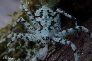 <i>Philodromus margaritatus</i> (Clerck, 1758) © S. Déjean