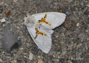 <i>Leucodonta bicoloria</i> (Denis & Schiffermüller, 1775) © A. Lévêque