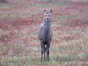 <i>Cervus nippon</i> Temminck, 1838 © S. Wroza
