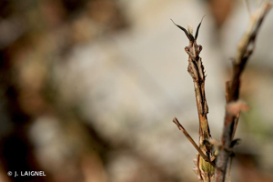<i>Empusa pennata</i> (Thunberg, 1815) © J. LAIGNEL
