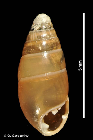 <i>Azeca goodalli</i> (A. Férussac, 1821) © O. Gargominy