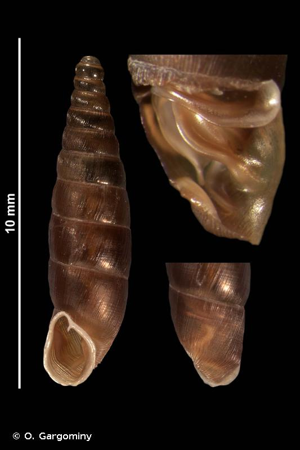 <i>Clausilia rugosa parvula</i> A. Férussac, 1807 © O. Gargominy