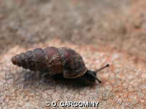 <i>Chondrina avenacea</i> (Bruguière, 1792) © O. Gargominy