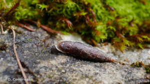 <i>Clausilia dubia</i> Draparnaud, 1805 © D. Combrisson