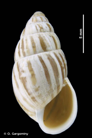 <i>Zebrina detrita</i> (O.F. Müller, 1774) © O. Gargominy