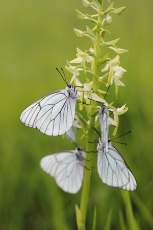 <i>Aporia crataegi</i>  © David Beaudoin