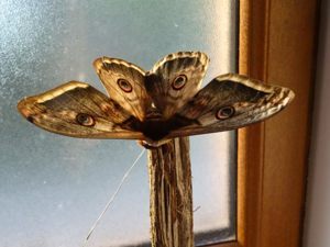 <i>Saturnia pyri</i>  © DEBIASI Adeline, GUILLAUME Emmanuel