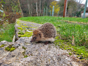 <i>Erinaceus europaeus</i>  © Margot Gortais