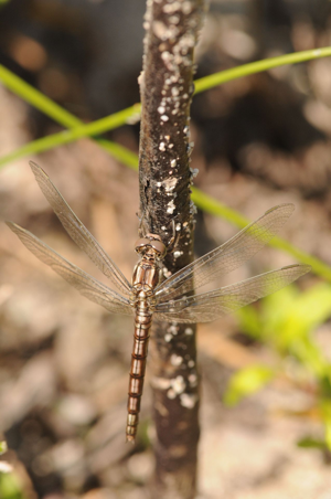 <i>Orthetrum coerulescens</i>  © Ludovic Jouve