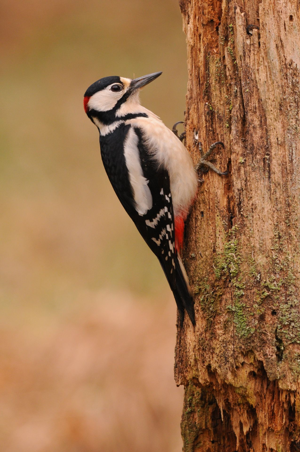 <i>Dendrocopos major</i>  © Ludovic Jouve