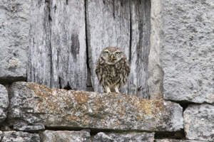 <i>Athene noctua</i>  © Georges Bédrines