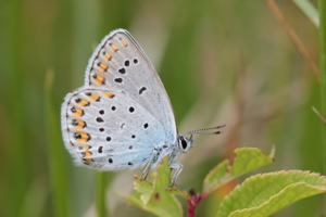 <i>Plebejus argyrognomon</i>  © Alexandre Ruffoni