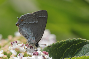 <i>Quercusia quercus</i>  © Alexandre Ruffoni