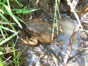 <i>Bufo bufo</i>  © Gaëtan Balay