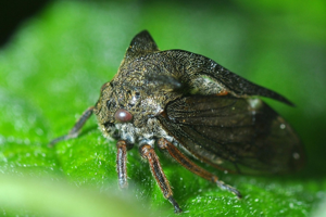 <i>Centrotus cornutus</i>  © Christophe Quintin