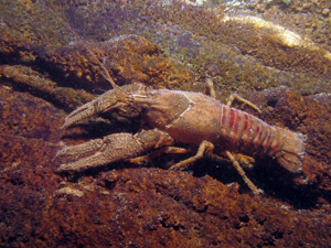 <i>Faxonius limosus</i>  © Christophe Quintin