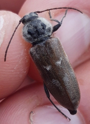 <i>Hylotrupes bajulus</i>  © Mathurin Carnet