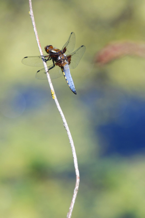 <i>Libellula depressa</i>  © Ludovic Jouve