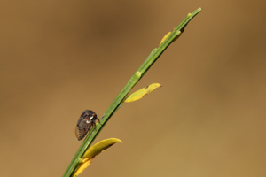 <i>Gargara genistae</i>  © Ennaloël Mateo-Espada