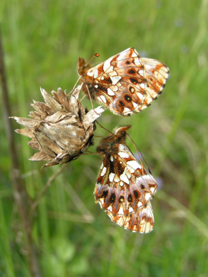 <i>Boloria dia</i>  © Alexandre Ruffoni